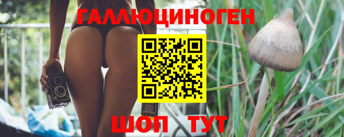 купить наркотик  Вход с VPN  Кашира  Галлюциногенные грибы GOLDEN TEACHER  Галлюциногенные грибы Psilocybe 